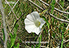 Ipomoea sagittata